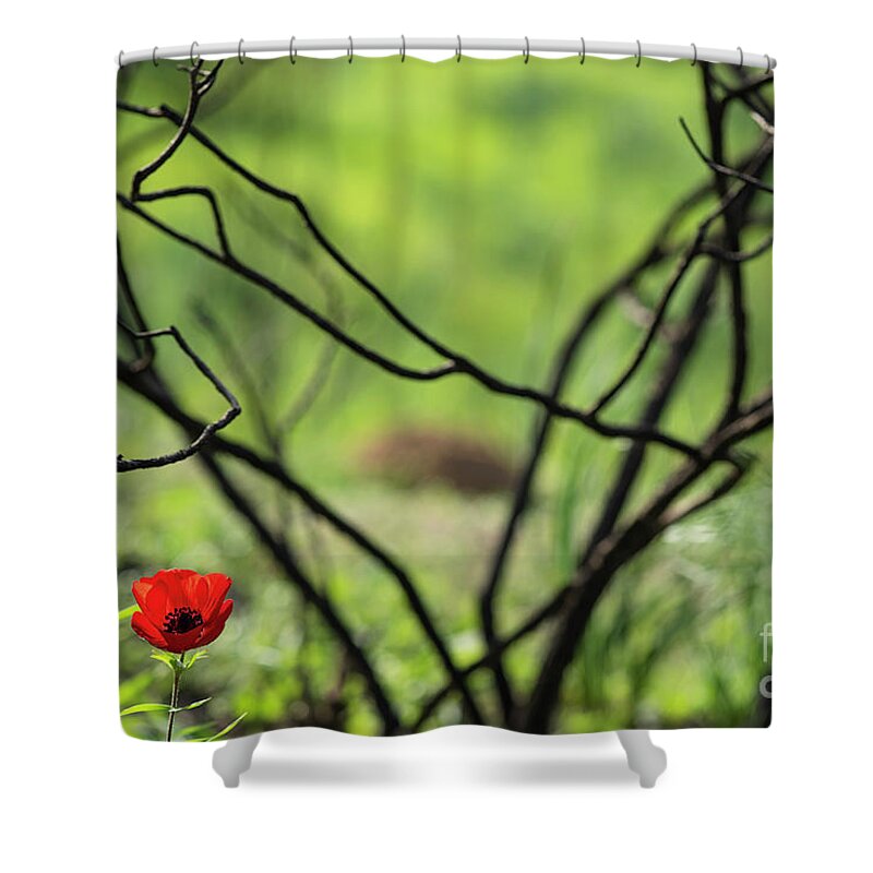 Anemones Shower Curtain featuring the photograph Anemones #11 by Benny Woodoo