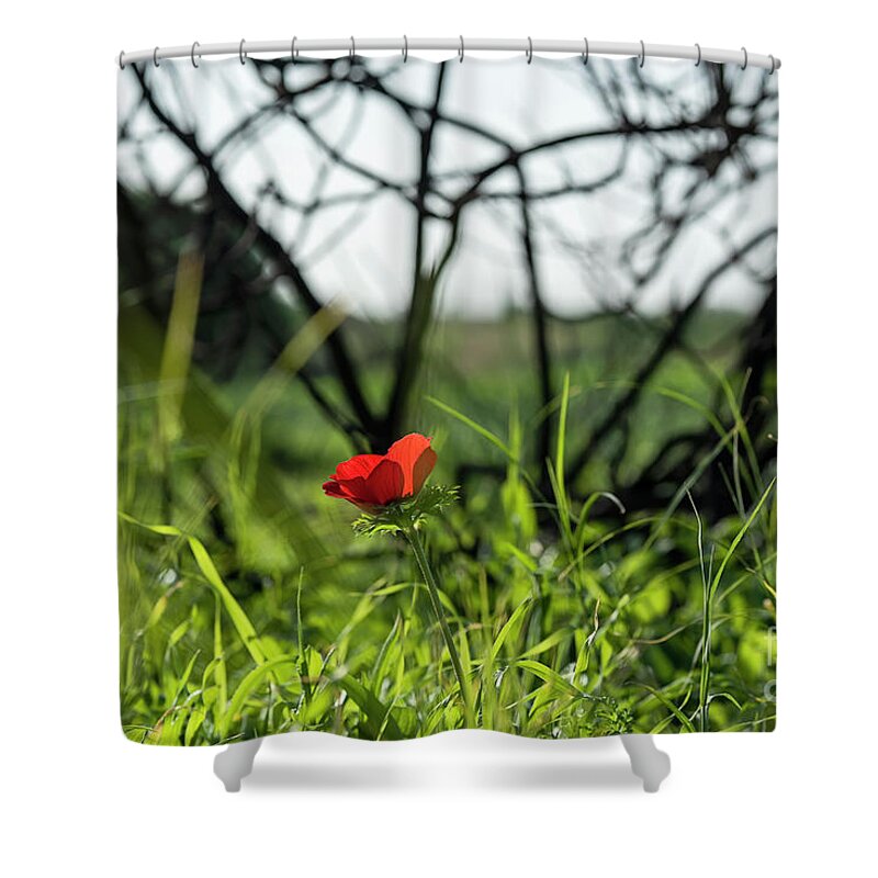 Anemones Shower Curtain featuring the photograph Anemones #13 by Benny Woodoo