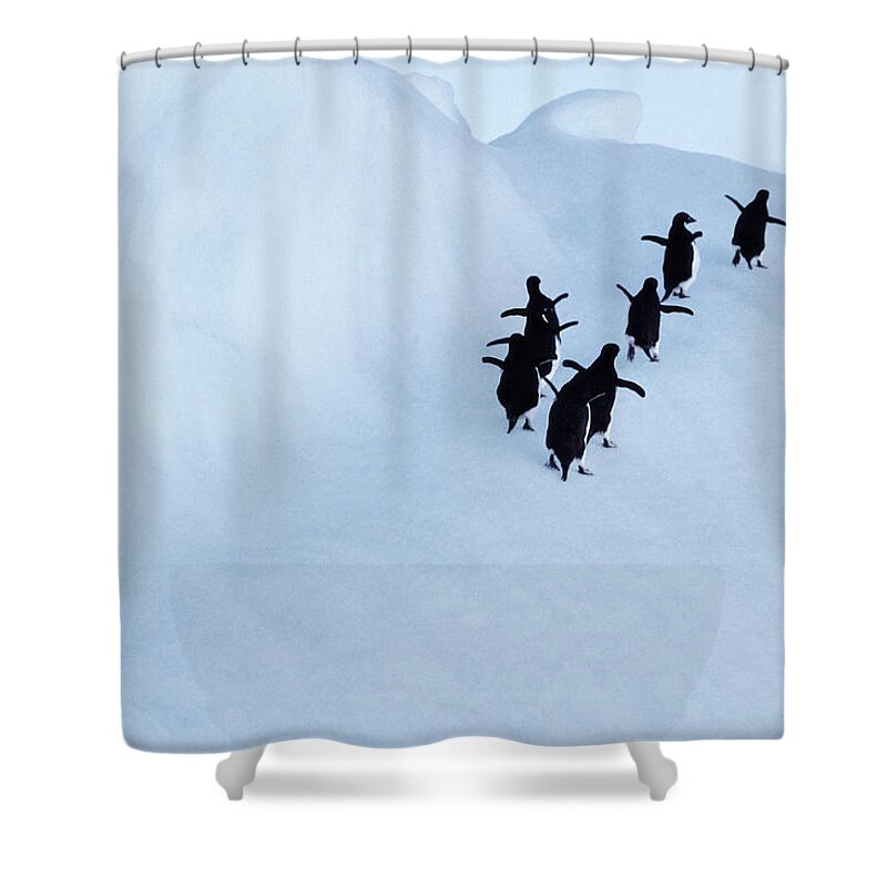 Iceberg Shower Curtain featuring the photograph Adelie Penguins Pygoscelis Adeliae #2 by Art Wolfe