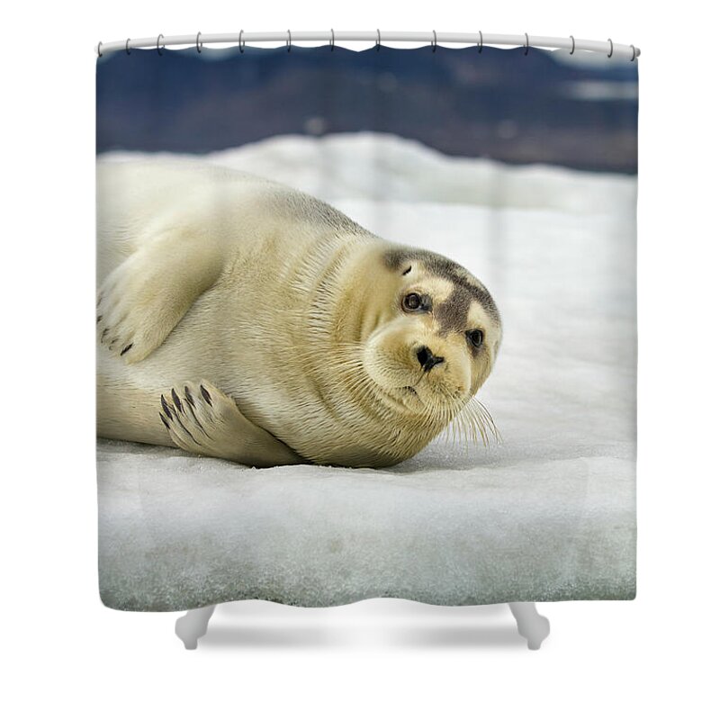 Svalbard Islands Shower Curtain featuring the photograph Bearded Seal, Svalbard, Norway #2 by Paul Souders