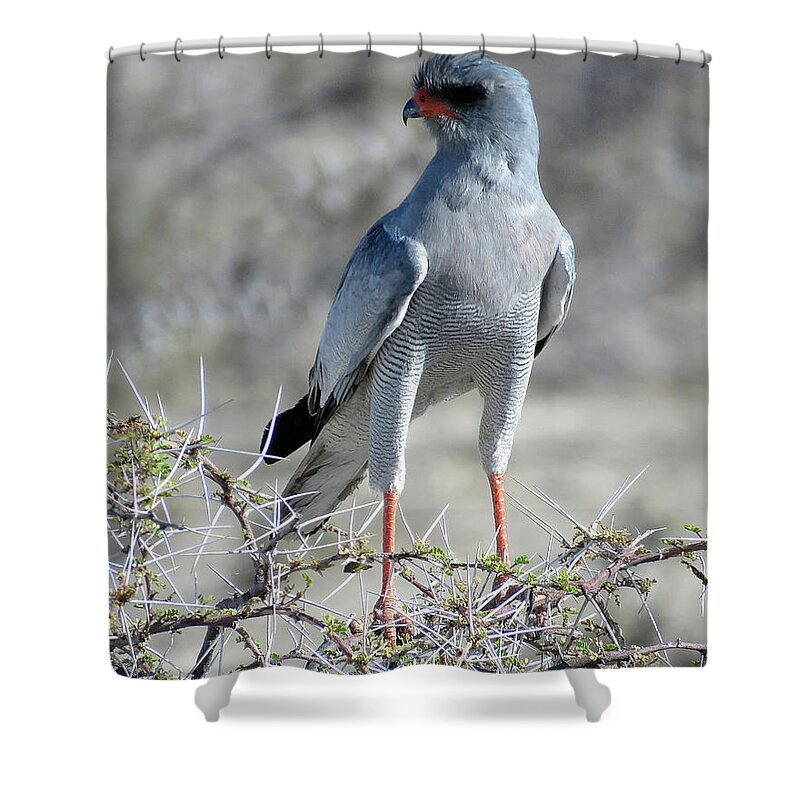 Africa Shower Curtain featuring the photograph Bird #2 by Eric Pengelly