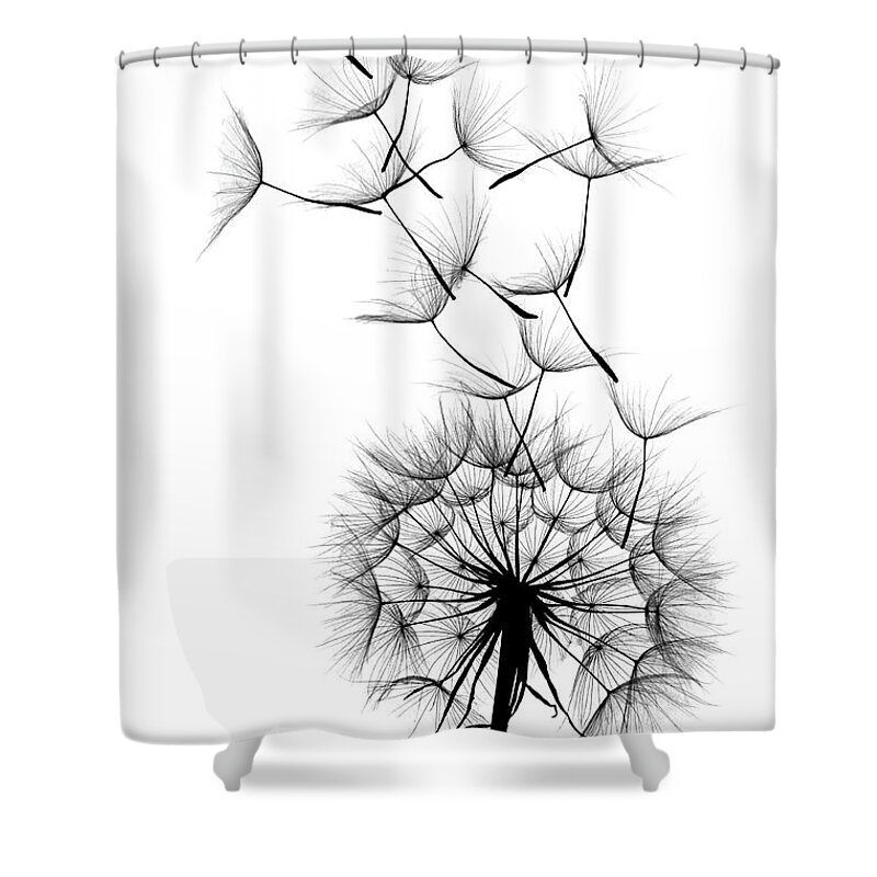 Wind Shower Curtain featuring the photograph Dandelion #2 by Sunnybeach