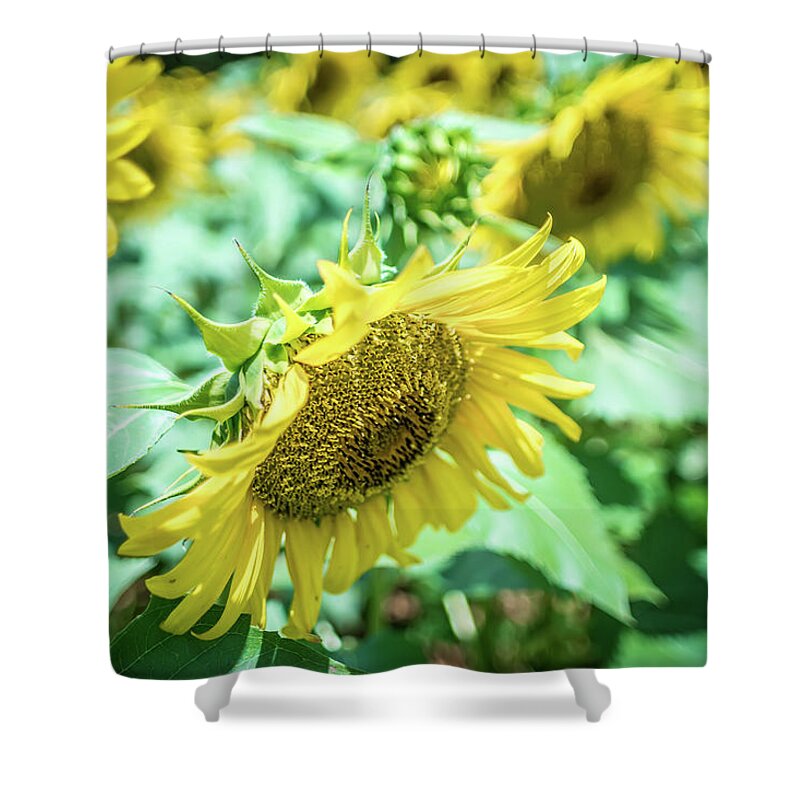 Sun Shower Curtain featuring the photograph Famland Filled With Sunflowers On Sunny Day #2 by Alex Grichenko