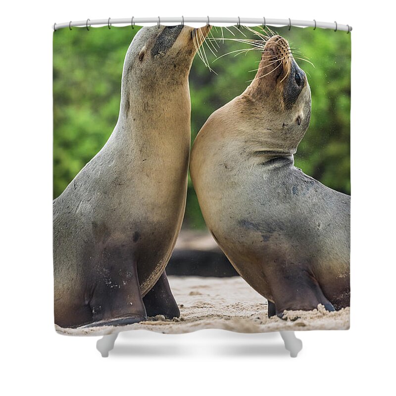 Animal Shower Curtain featuring the photograph Galapagos Sea Lion Pair Greeting #2 by Tui De Roy