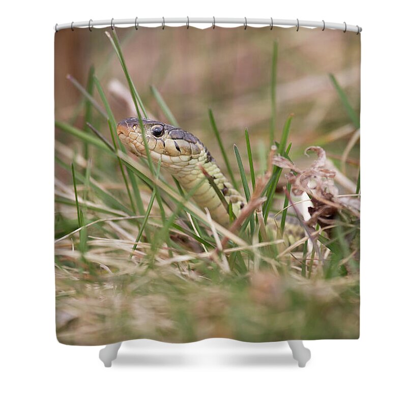 Thamnophis Sirtalis Sirtalis Shower Curtain featuring the photograph Garter Snake by Jeannette Hunt