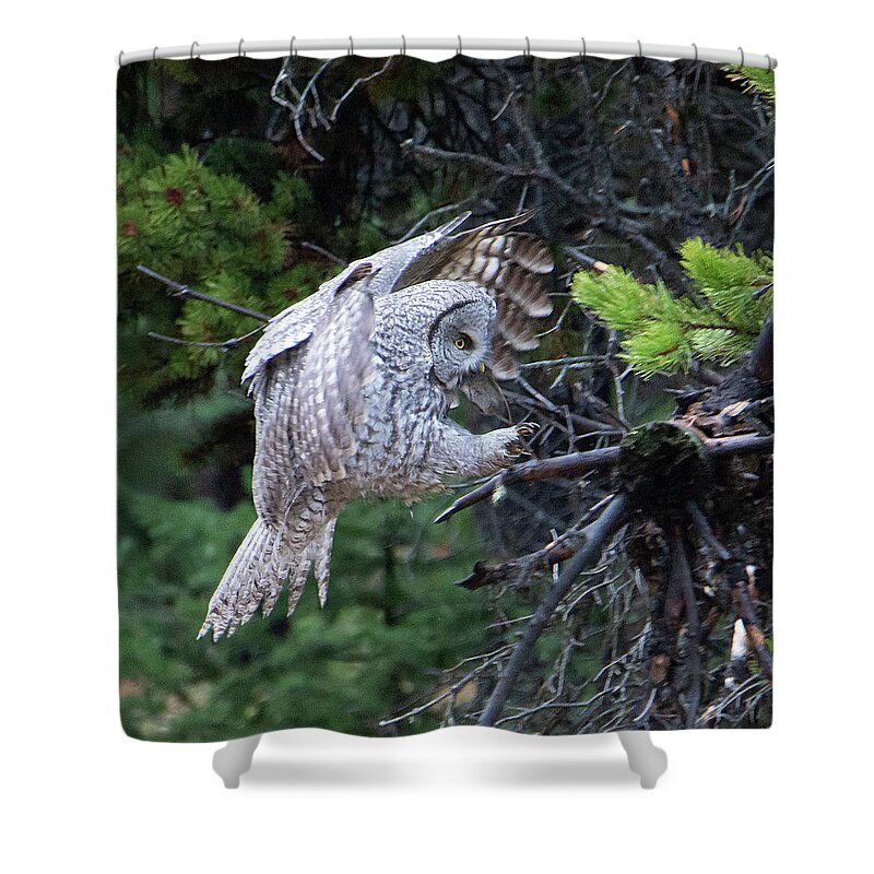 Owl Shower Curtain featuring the photograph Great Gray Owl #3 of 5 by Patrick Nowotny
