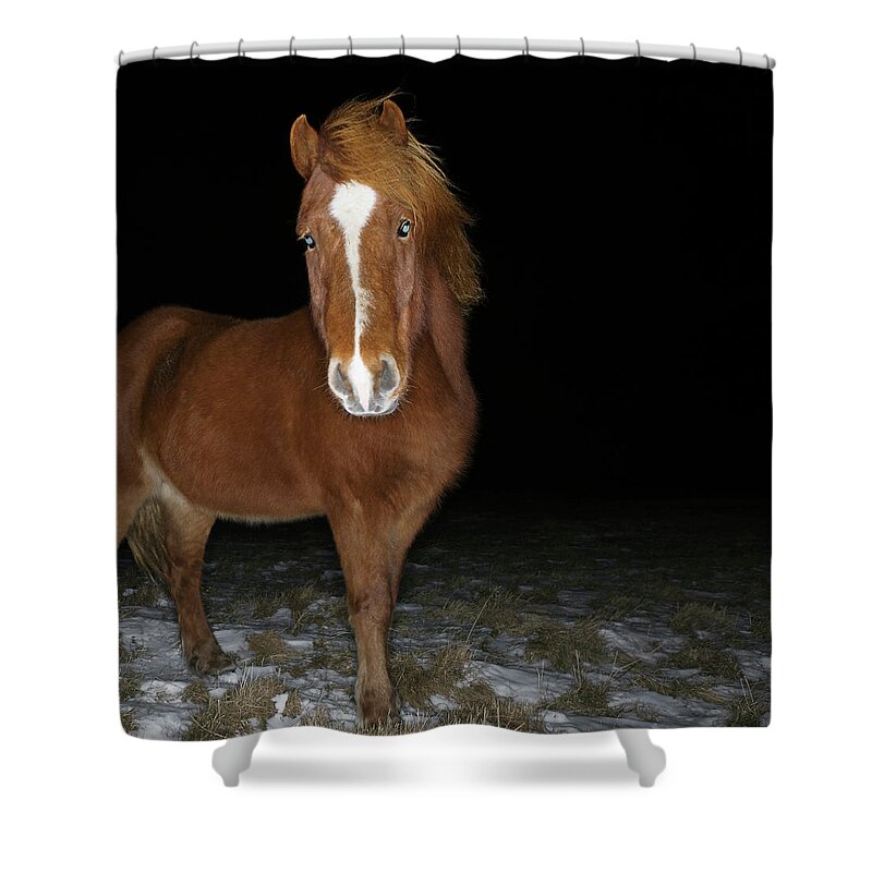 Horse Shower Curtain featuring the photograph Icelandic Horse #2 by Roine Magnusson