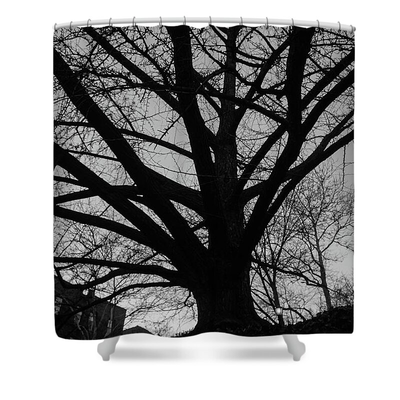 Ginkgo Shower Curtain featuring the photograph Inwood Ginkgo #2 by Cole Thompson