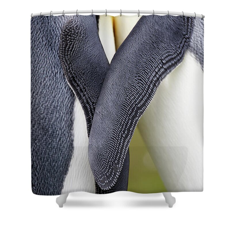 Animal Themes Shower Curtain featuring the photograph King Penguins Aptenodytes Patagonicus #2 by Ben Cranke