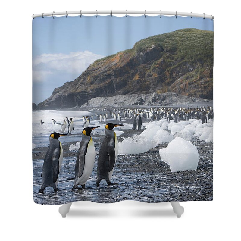 Toughness Shower Curtain featuring the photograph King Penguins Aptenodytes Patagonicus #2 by Paul Souders