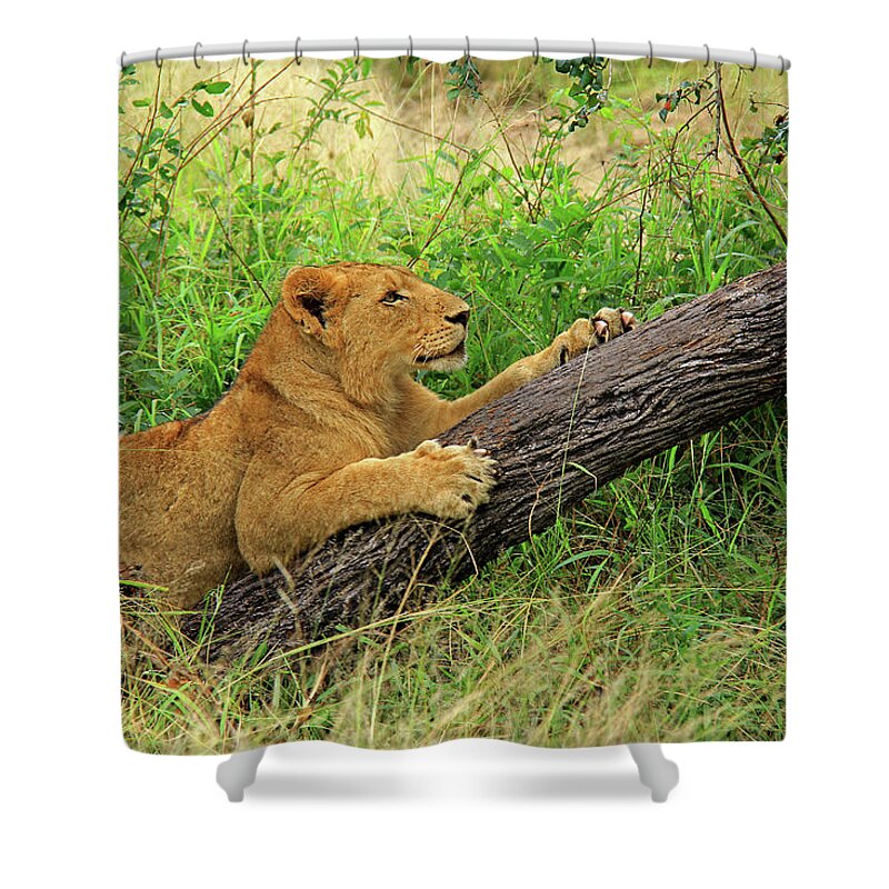 Lion Shower Curtain featuring the photograph Lioness #1 by Richard Krebs