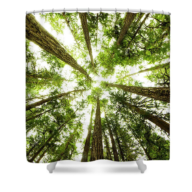 Treetop Shower Curtain featuring the photograph Lush Green Rain Forest #2 by Jordan Siemens