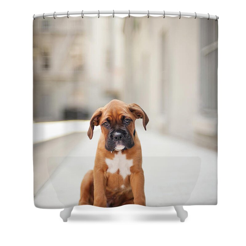 #faatoppicks Shower Curtain featuring the photograph 2 Month Old Boxer Puppy Standing In by Diyosa Carter