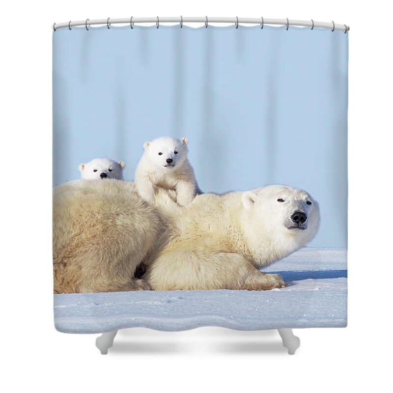 Bear Cub Shower Curtain featuring the photograph Mother Polar Bear With Cubs, Canada #2 by Art Wolfe