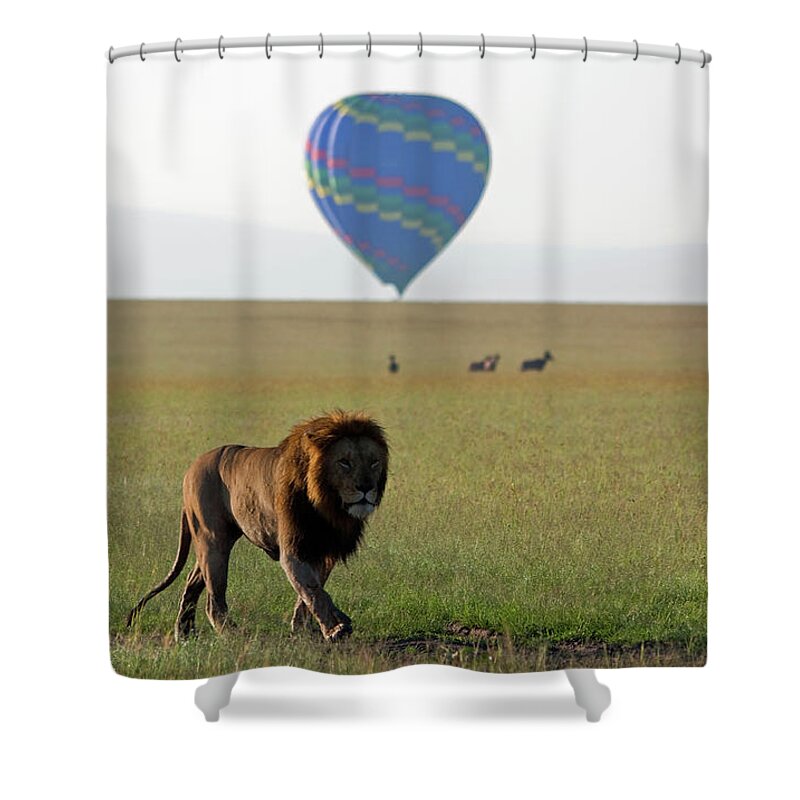 Scenics Shower Curtain featuring the photograph Prowling Lion #2 by Wldavies