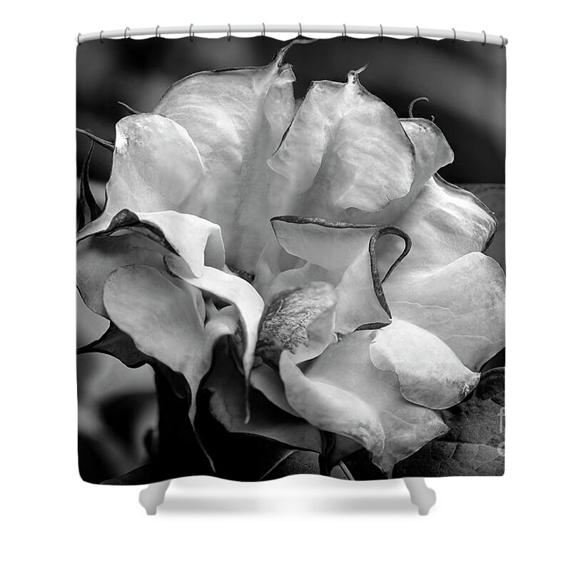 Brugmansia Shower Curtain featuring the photograph Purple Trumpet Flower #2 by Raul Rodriguez
