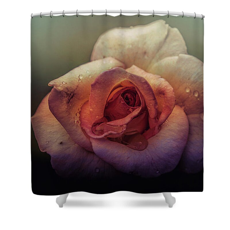 Rose Shower Curtain featuring the photograph Rose of Summer #2 by Allin Sorenson