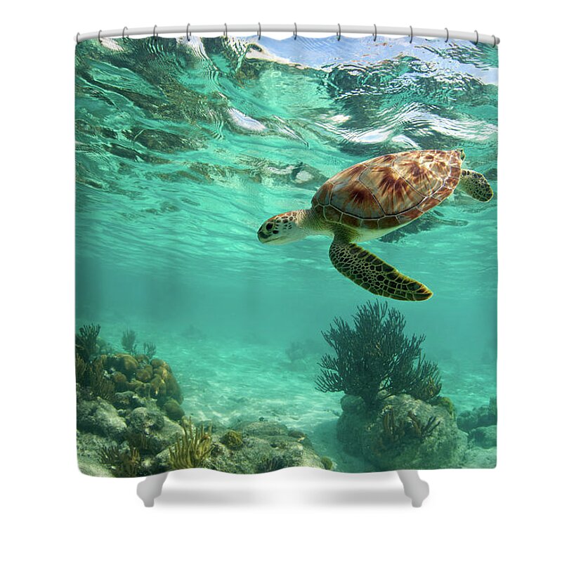 Underwater Shower Curtain featuring the photograph Sea Turtle #2 by M.m. Sweet