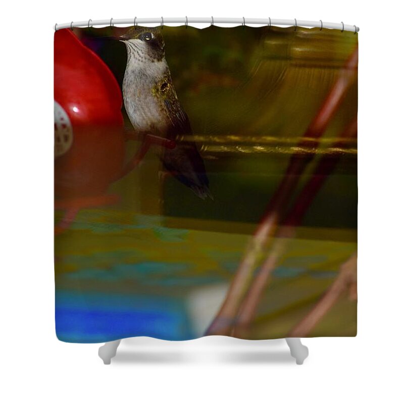 Hummingbird Shower Curtain featuring the photograph Sitting Pretty #2 by Debra Grace Addison
