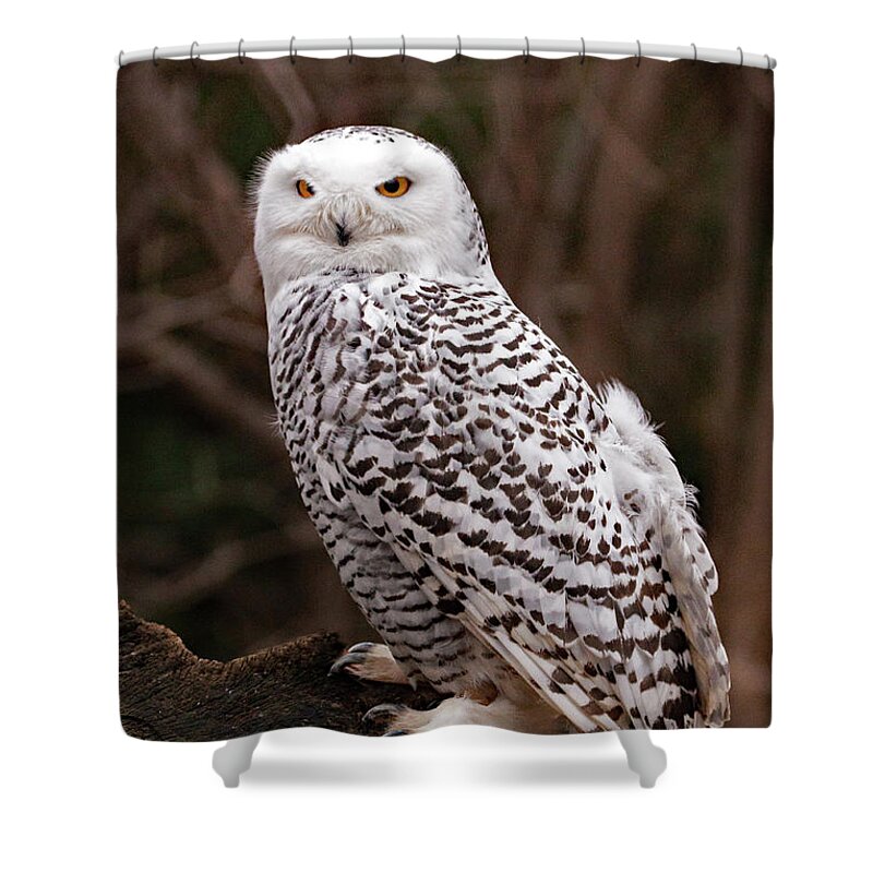 Owl Shower Curtain featuring the photograph Snowy Owl #1 by Ira Marcus