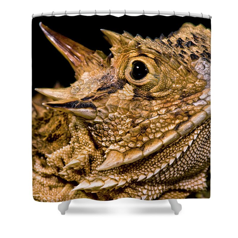 Animal Shower Curtain featuring the photograph Texas Horned Lizard Phrynosoma Cornutum #2 by Dante Fenolio