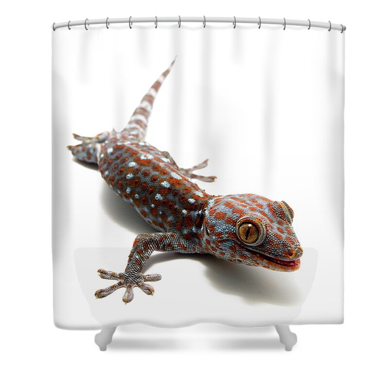 Lizard Shower Curtain featuring the photograph Tokay Gecko #2 by Nathan Abbott
