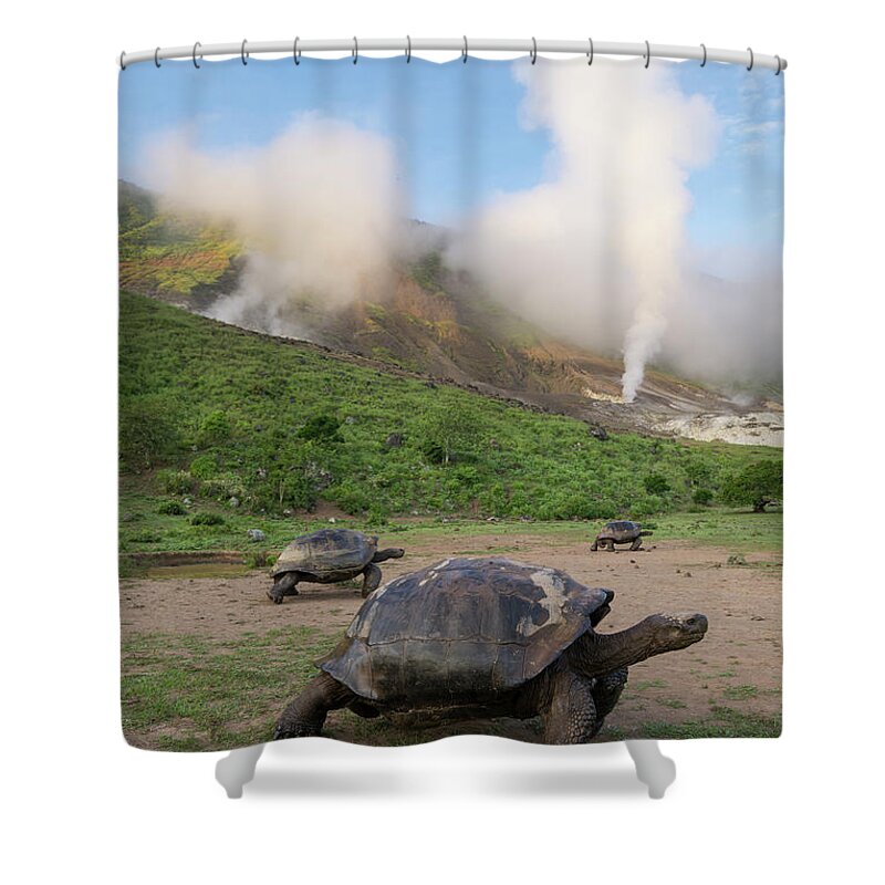 Animal Shower Curtain featuring the photograph Volcan Alcedo Tortoises And Fumaroles #2 by Tui De Roy