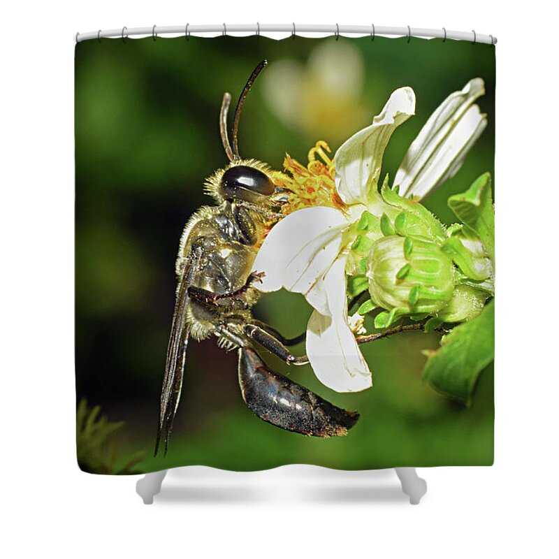 Photograph Shower Curtain featuring the photograph Wasp #2 by Larah McElroy