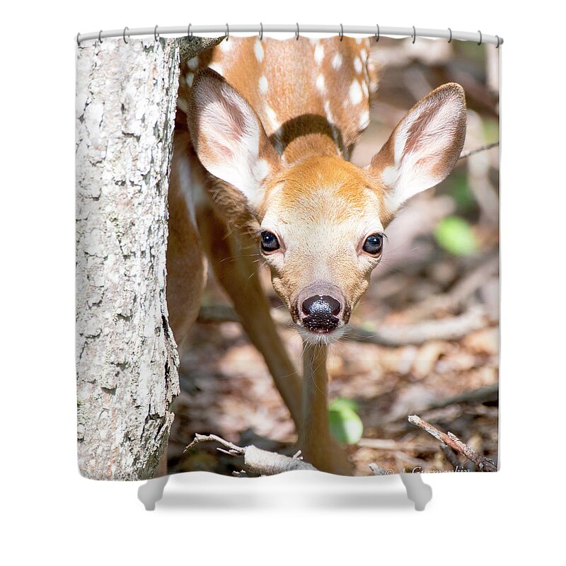 White-tailed Deer Shower Curtain featuring the photograph White-tailed Deer Fawn, Animal Portrait #2 by A Macarthur Gurmankin