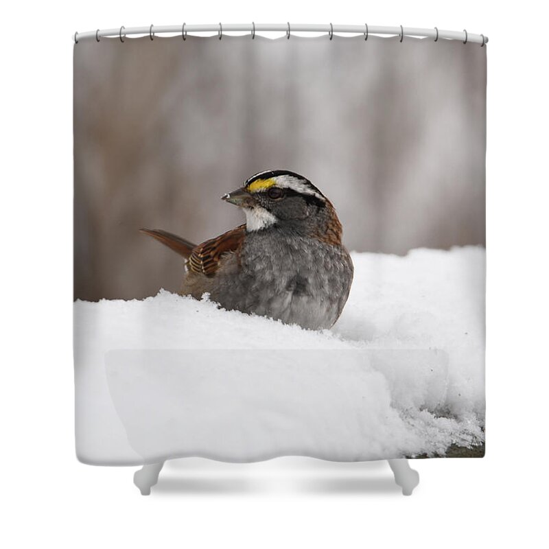 Sparrow Shower Curtain featuring the photograph White- Throated Sparrow #2 by Ann Bridges