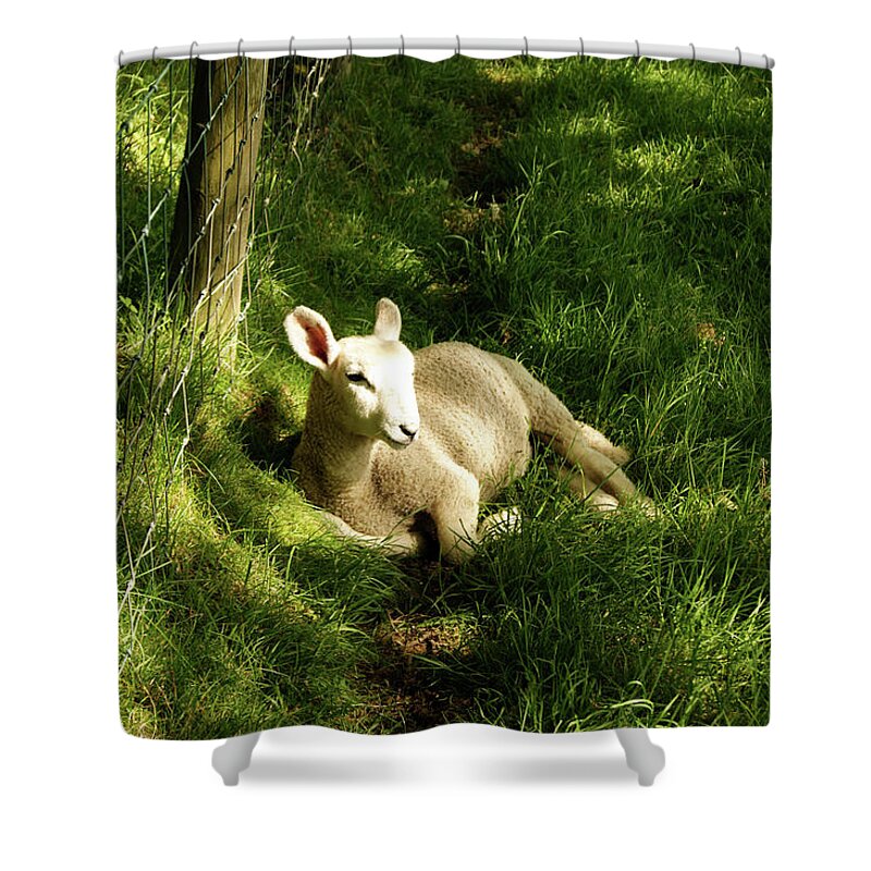 Cumbria Shower Curtain featuring the photograph 20/06/14 KESWICK. Lamb In The Woods. by Lachlan Main