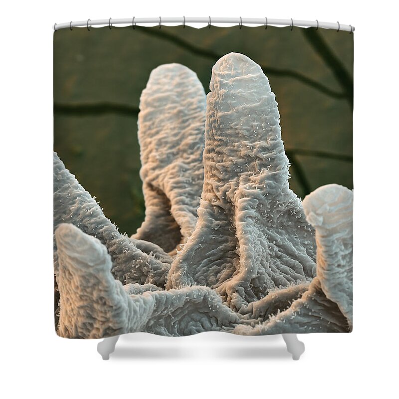 Animal Shower Curtain featuring the photograph Water Bear Or Tardigrade #20 by Meckes/ottawa