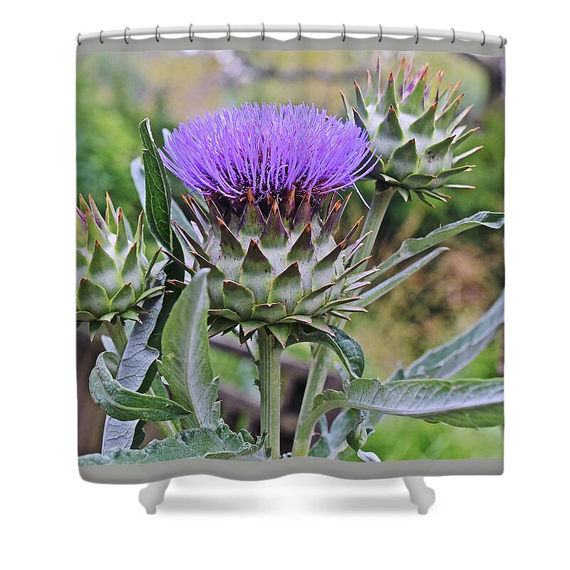 Thistle Shower Curtain featuring the photograph 2019 August at the Gardens Thistle by Janis Senungetuk