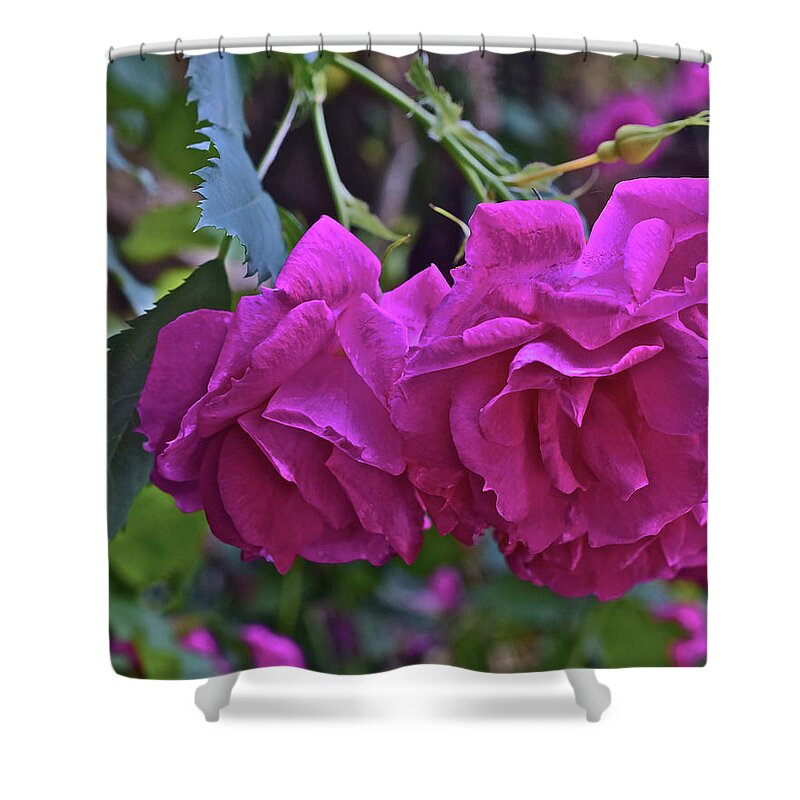 Flowers Shower Curtain featuring the photograph 2019 June At the Gardens Shrub Roses by Janis Senungetuk
