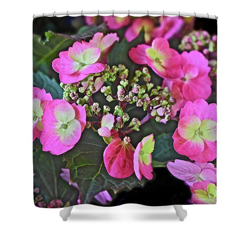 Flowers Shower Curtain featuring the photograph 2019 June At the Gardens Tuff Stuff Hydrangea by Janis Senungetuk
