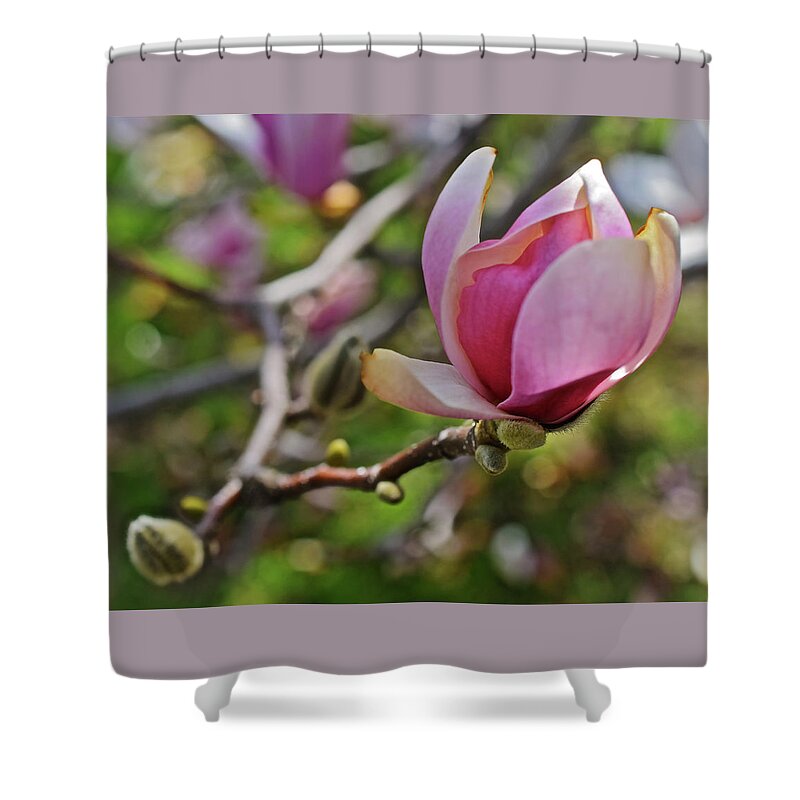 Magnolias Shower Curtain featuring the photograph 2019 Vernon Magnolia 1 by Janis Senungetuk