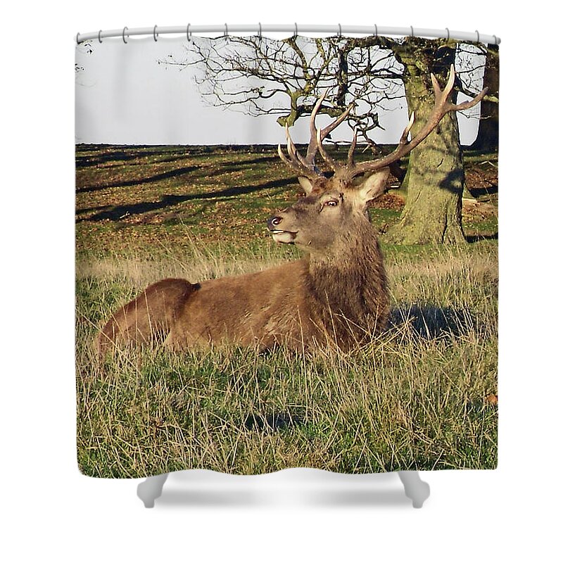 Knutsford Shower Curtain featuring the photograph 28/11/18 TATTON PARK. Stag in The Park. by Lachlan Main