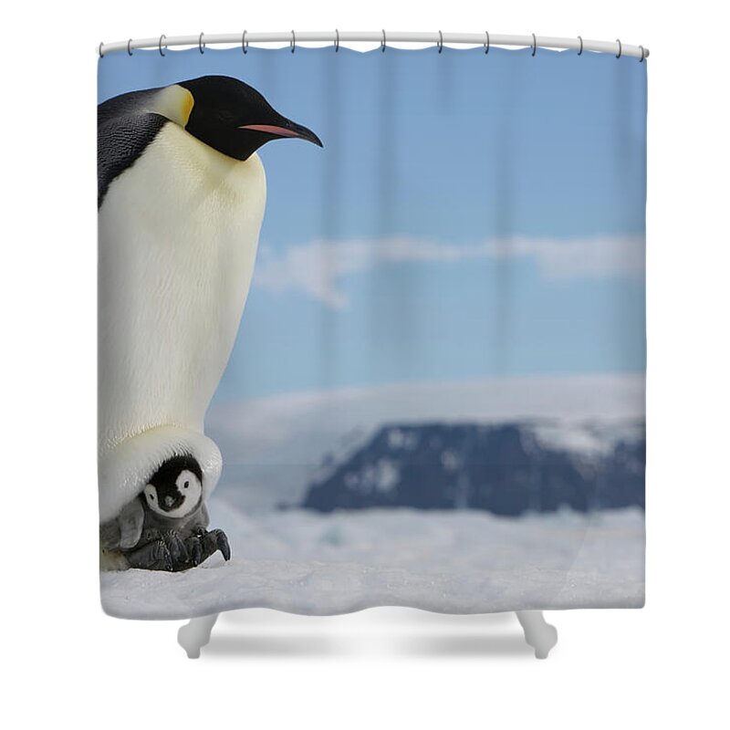 Emperor Penguin Shower Curtain featuring the photograph Antarctica, Snow Hill Island, Emperor #3 by Paul Souders