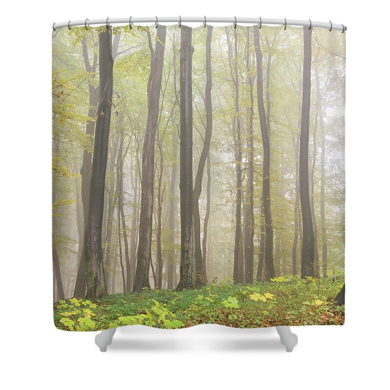 Environmental Conservation Shower Curtain featuring the photograph Beech Forest #3 by Vidok