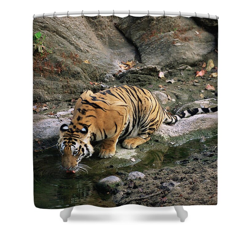 Big Cat Shower Curtain featuring the photograph Bengal Tiger Panthera Tigris Tigris #3 by James Warwick