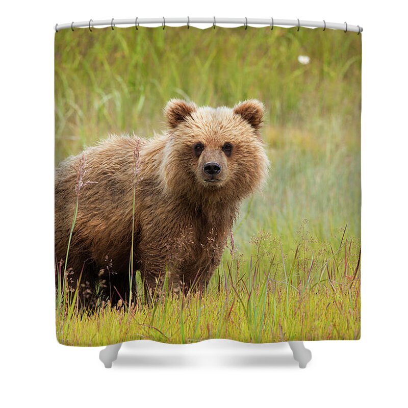 Brown Bear Shower Curtain featuring the photograph Brown Bear, Lake Clark National Park #3 by Mint Images/ Art Wolfe