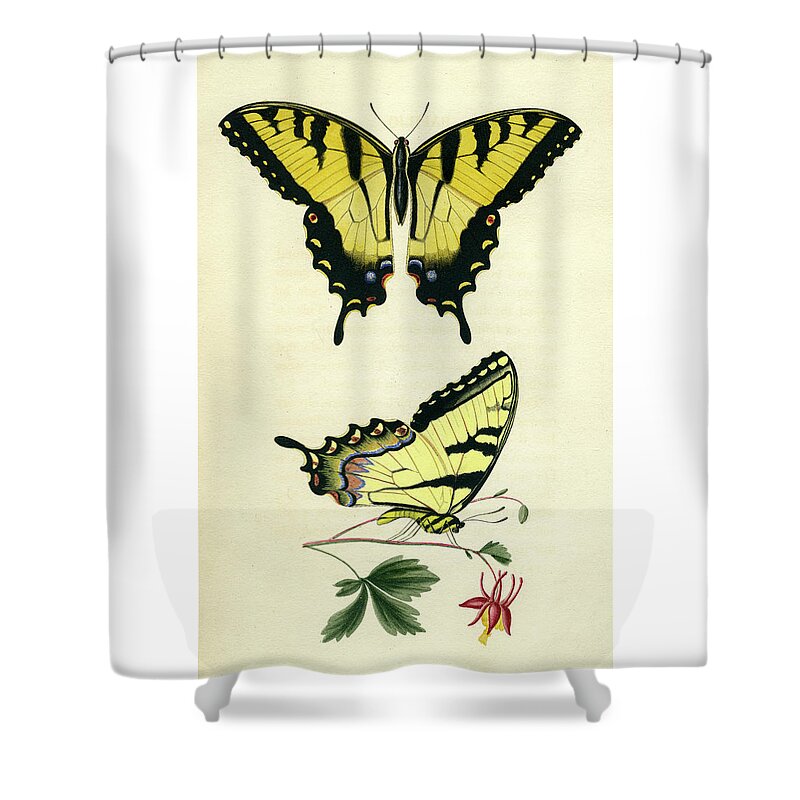 Entomology Shower Curtain featuring the photograph Butterflies by Unknown
