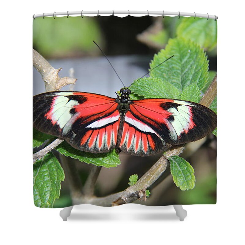 Butterfly Shower Curtain featuring the photograph Butterfly #4 by Richard Krebs