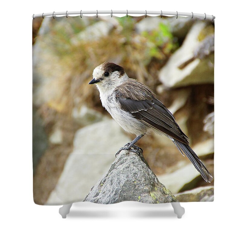 Jay Shower Curtain featuring the photograph Camprobber - the Gray Jay #3 by Steve Estvanik