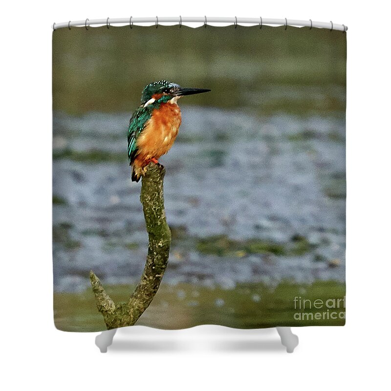 Blue Shower Curtain featuring the photograph Common Kingfisher Alcedo Atthis O Seixo #3 by Pablo Avanzini