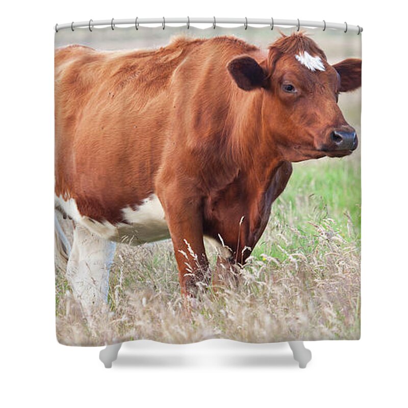 Grass Shower Curtain featuring the photograph Cow #3 by Firmafotografen