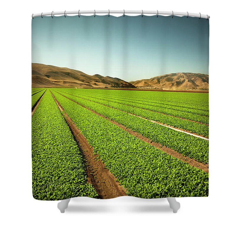 Environmental Conservation Shower Curtain featuring the photograph Crops Grow On Fertile Farm Land by Pgiam