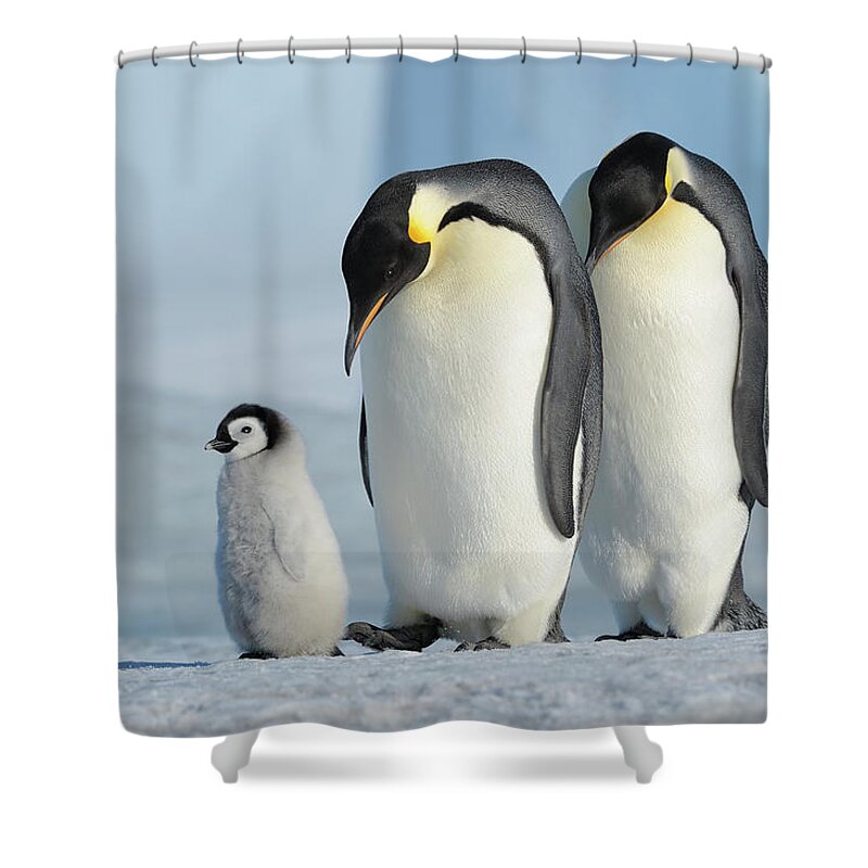 Emperor Penguin Shower Curtain featuring the photograph Emperor Penguin #3 by Raimund Linke