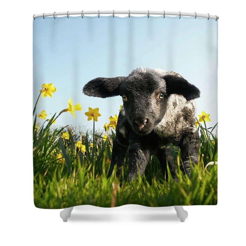 Three Quarter Length Shower Curtain featuring the photograph Lamb Walking In Field Of Flowers #3 by Peter Mason