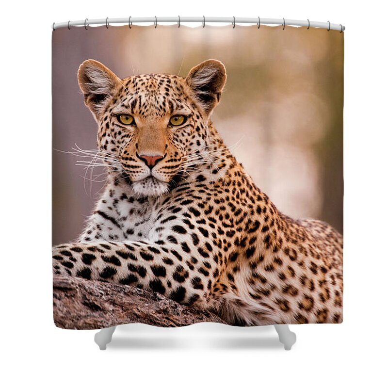 Botswana Shower Curtain featuring the photograph Leopard, Chobe National Park, Botswana #3 by Mint Images/ Art Wolfe